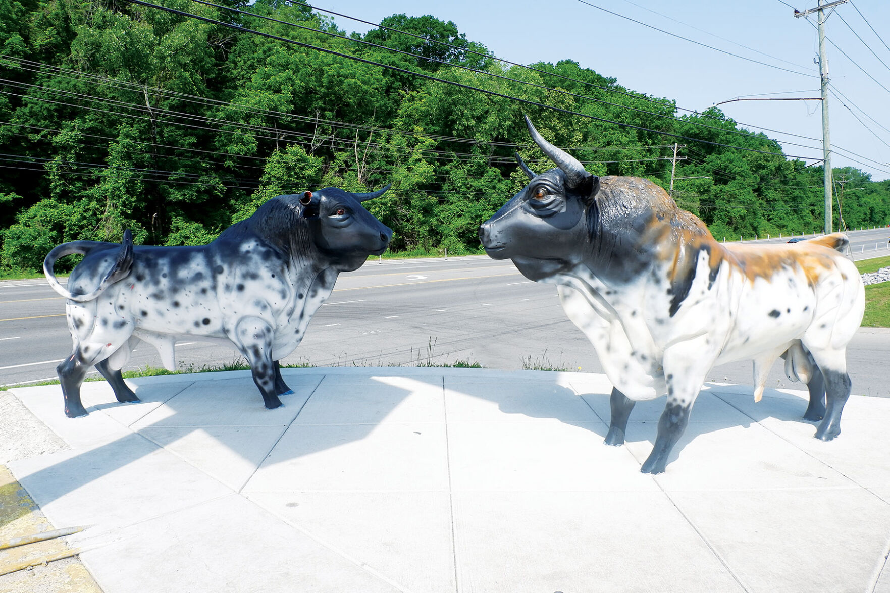 nolensvillebull.jpg